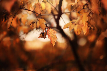 Lively closeup of falling autumn leaves with vibrant backlight from the setting sun