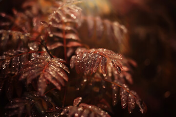 Lively closeup of falling autumn leaves with vibrant backlight from the setting sun