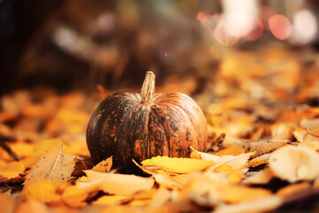A rustic autumn still life with pumpkins and golden leaves on a wooden surface. Bright sunlight...