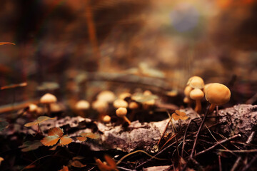 Mushroom caps amid a pile of brown leaves on the forest floor on a fall day in Germany.