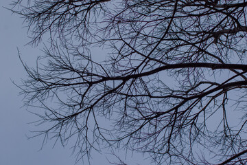 Bare branches of a tree silhouetted against a cold winter sky