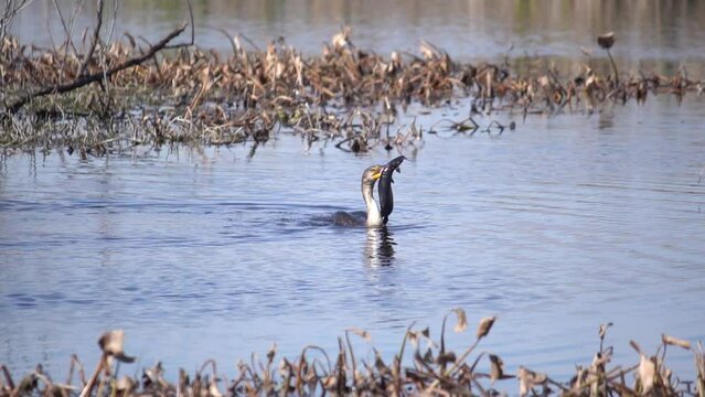 Anhinga with catfish in its mouth