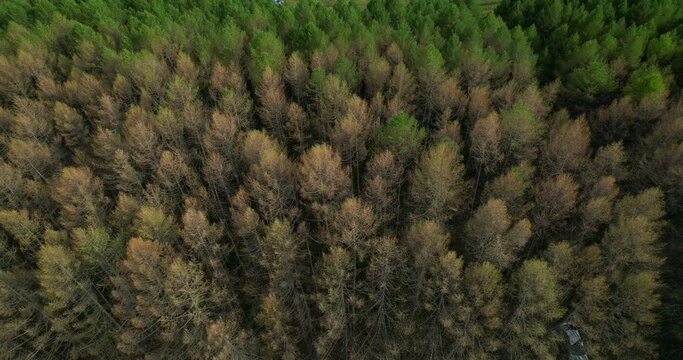 Aerial shot of coniferous trees in the forest that have suffered from the invasion of silkworm pests.