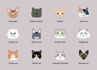 Cat face head set ,cat breeds portraits collection isolated 