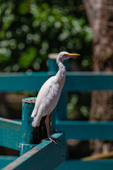 Obraz premium Little egret on the fence