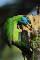 bird nest in summer season in indian forest. blue throated barbet bird (psilopogon asiaticus) feeding its chicks