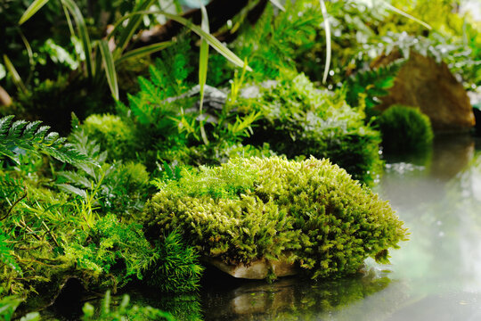 Natural forest scene with many types of plant and moss. Fresh leaves decorated. A lake with transparent water. Blank space for organic product presentation