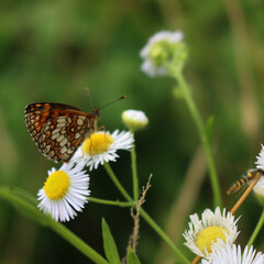 False heath Fritillary butterfly on fleabane daisy flowers. Melitaea diamina on  Erigeron annuus flowers