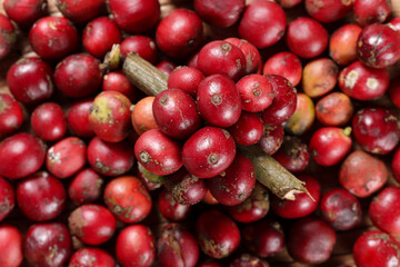 Circle of Coffee Bean and Coffee.