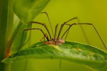 Weberknecht sitzt auf einem Blatt