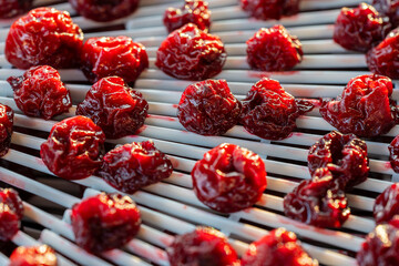 Dry red pitted cherries on a drying tray for dehydrator, closeup. A way to preserve vitamins....