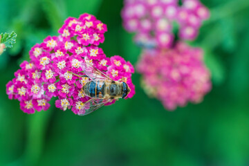 Detail of honeybee in violet yarrow flower, macro. Herb garden with honey bee insect, closeup