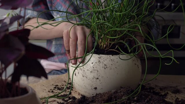 The girl transplants a flower into a new pot