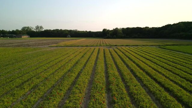 aerial of a drone flying over crop rows and flying up and away