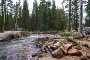 Scenic view of the Merced river flowing through dense pine tree forest near massive granite...