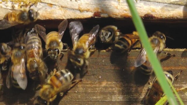 A beehive with honey. Bees swarm on cells. Insects working together in a beehive collect nectar from flower pollen to make sweet honey