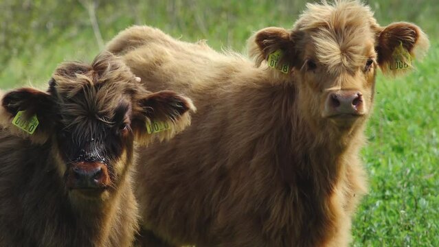 Highland Cattle Is On meadow. Hairy cows graze in a meadow. The head of a Scottish Highland cow in close up.