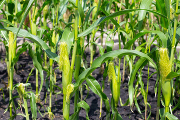 Fototapeta premium Baby corn fruit on tree. Corn field