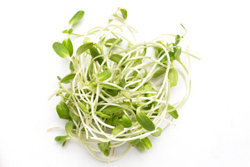 Sunflower Sprout on white background.