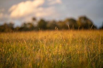 pasture and grasses on a regenerative farm. native plants storaging carbon © Phoebe