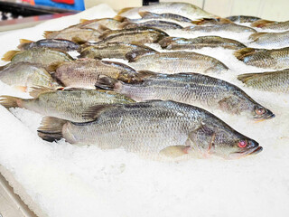 Fresh Sea bass fish on ice sold in supermarkets. Snapper fish, Raw fish on ice at the fish market. Seafood in the shop, Product Display Shelf.	