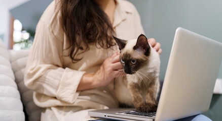 woman working from home with cat. cat asleep on the laptop keyboard. assistant cat working at Laptop