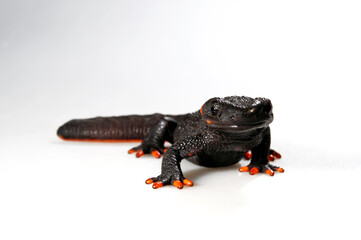 Taliang Knobby Newt // Taliang Krokodilmolch (Tylototriton taliangensis)