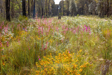 Wildflowers next to the road in the Australian countryside