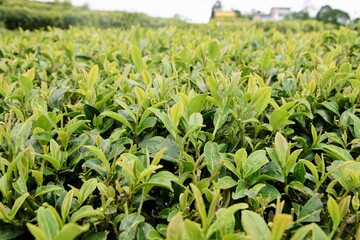 tea garden in darjelling during monsoon