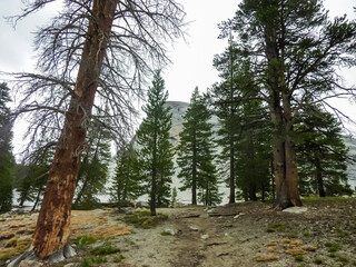 Colorful dead tree trunk in dried up meadow in Yosemite National Park, California, USA. Most of California is in exceptional drought, highest classification of drought. Wild fires and climate change