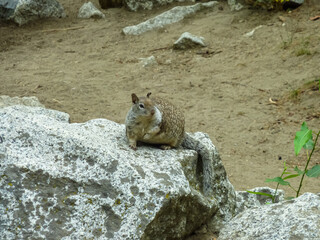 Fototapeta premium Close up view of wild cute squirrel on Yosemite Canyon Lookout in Zion National Park, California, United States of America, USA. Wildlife watching in Southwest, America. Animal looking at the camera