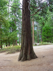Scenic view of trees with massive tree trunks seen in Yosemite National Park, California, United States of America, USA. Tranquil forest grove, untouched nature, towering trees, serene woodland