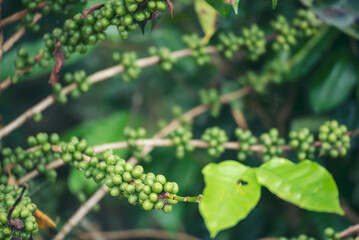 Green coffee bean berry plant fresh raw seed coffee tree growth in eco organic farm. Close up Green seed berries harvest arabica coffee garden. Fresh coffee bean green leaf bush ecology berry plant
