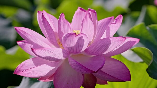 Beautiful lotus flowers in Tokyo Ueno