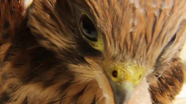 A kestrel falcon chick eats a piece of meat. Looped ASMR video.