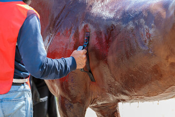 The instructor checks the horse's pulse, recovery after the run.