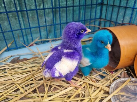 blue and purple chicky 