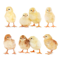Collage with small cute baby chickens isolated on white