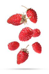 Many fresh ripe wild strawberries falling on white background