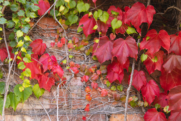 Green and red leaves of vine plant climbing on brick wall in sunny garden