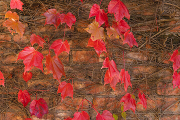 Orange and red leaves of vine plant climbing on brick wall in sunny garden