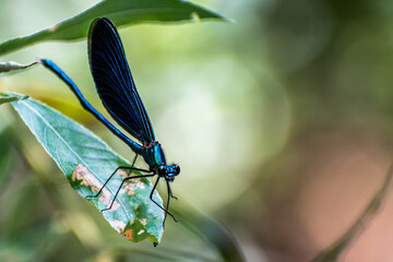 dragonfly on a tree