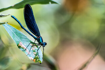 dragonfly on a branch