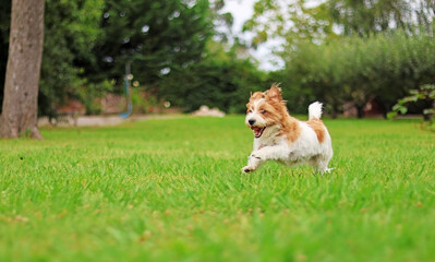 A puppy or pet playing in a garden
