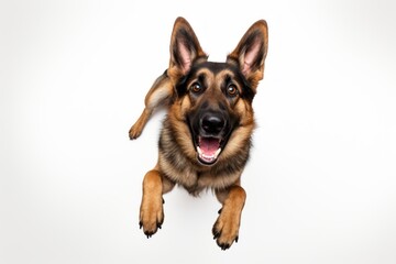 Cute Dog Portraying Emotive Faces, Playful German Shepherd on White, Captured through Unique Aerial Photography Techniques, generative ai