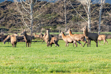 Naklejka na ściany i meble Photograph of farmed Deer grazing in a large green agricultural field on the South Island of New Zealand