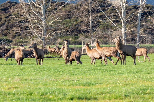 Photograph of farmed Deer grazing in a large green agricultural field on the South Island of New Zealand