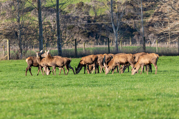 Naklejka na ściany i meble Photograph of farmed Deer grazing in a large green agricultural field on the South Island of New Zealand