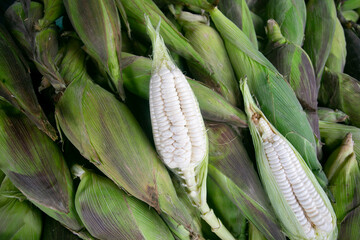 Ears of corn at a stall in the central fruit and vegetable market in Cusco, Peru.