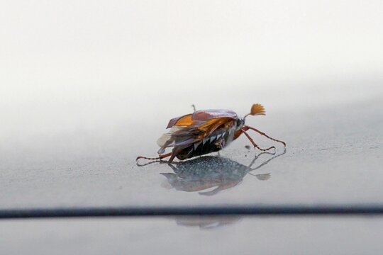 Maik&auml;fer auf glatter Oberfl&auml;che